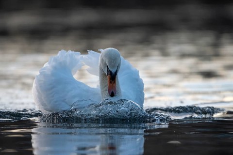 Mute swan (Cygnus olor), male, threatening a rival, Heiligenhaus, North Rhine-Westphalia, Germany