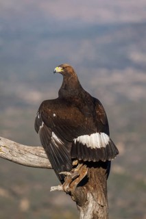 Golden Eagle (Aquila chrysaetos) immature, first winter plumage eating a rabbit, Castile and Leon,