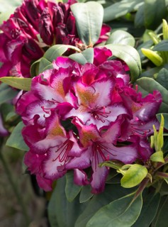 Rhododendron (Rhododendron 'Pushy Purple'), Germany