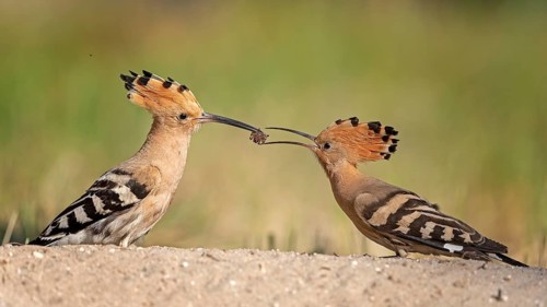 Eurasian Hoopoe (Upupa epops) male feeding female in courtship ritual, Saxony-Anhalt, Germany