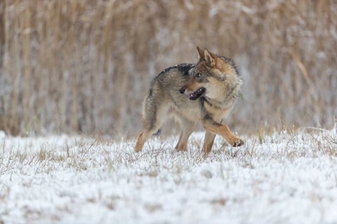 One young male eurasian gray wolf (Canis lupus lupus) running towards the camera over a snow