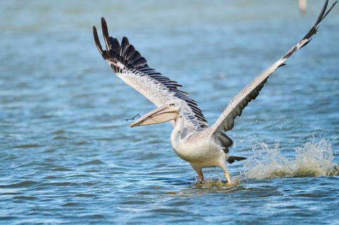 Great white pelican (Pelecanus onocrotalus) starting from the sea, France
