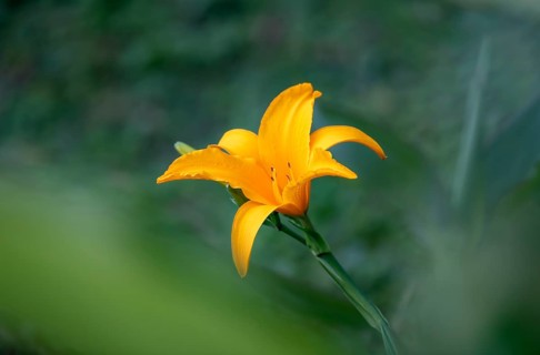 Orange-coloured flower of a daylily (Hemerocallis), Bigodi, Uganda