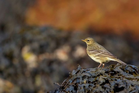 Sand Pipit, (Anthus petrosus), animals, birds, songbirds, biotope, habitat, Heligoland,