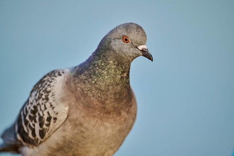 Feral pigeon (Columba livia domestica), portrait, Venice, Italy