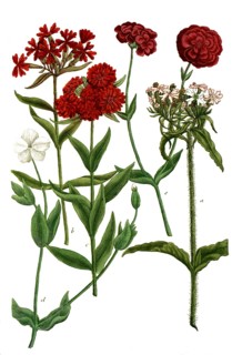 Botany, plants, a. lychnis chalcedonica, b. l chalcedonica flore simplici, c. l flore pleno