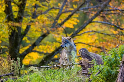 One eurasian gray wolf (Canis lupus lupus) sits on a small hill between logs and rocks with a