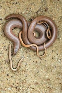 Anguis fragilis, slow worm, western slow worm, adult, blindworm, deaf adder, hazelworm, high size,