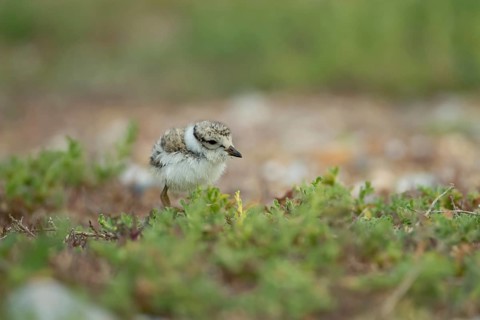 Ringed plover (Charadrius hiaticula) juvenile baby chick wading bird on a beach, Suffolk, England,