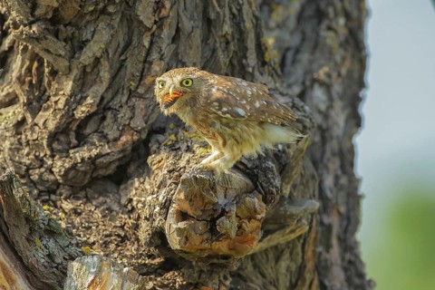 Little Owl (Athene noctua) with insect in its beak, Danube Delta, Romania