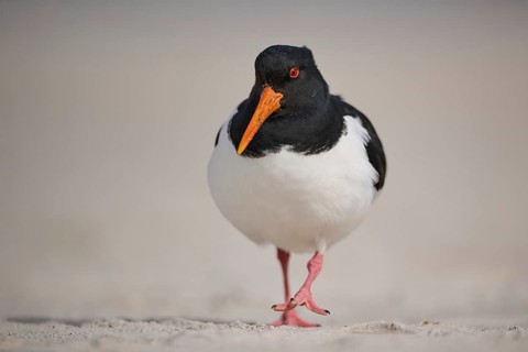 Eurasian oystercatcher (Haematopus ostralegus) on the beach, Düne, Helgoland, Schleswig-Holstein,
