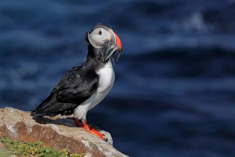 Atlantic Puffin (Fratercula arctica), Iceland