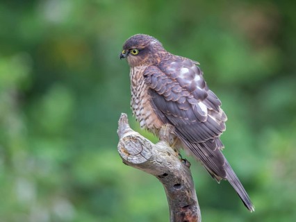 Eurasian Sparrowhawk (Accipiter nisus) female, Wales, United Kingdom