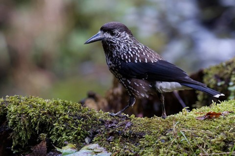 Spotted Nutcracker (Nucifraga caryocatactes) perched on the ground, Baden-Wuerttemberg, Germany