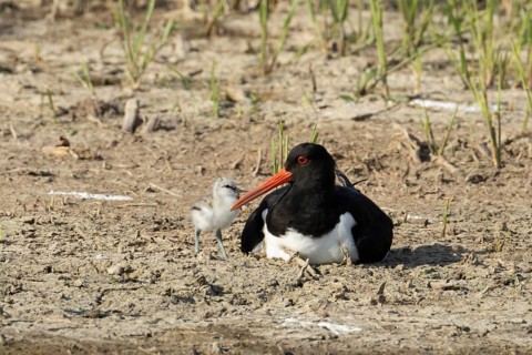 Eurasian oystercatcher (Haematopus ostralegus) adult wading bird seemingly having adopted a Pied