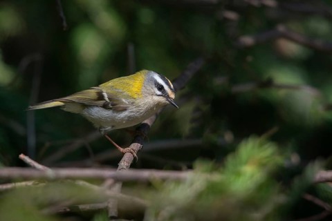 Common firecrest, golden cockerel, Regulus ignicapillus, golden cockerel, birds, male, passeri,