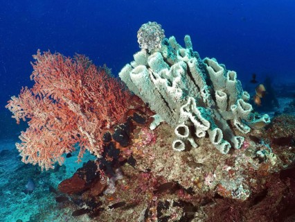 Underwater photograph of a coral reef featuring the spiny tube sponge (Callyspongia (Cladochalina)