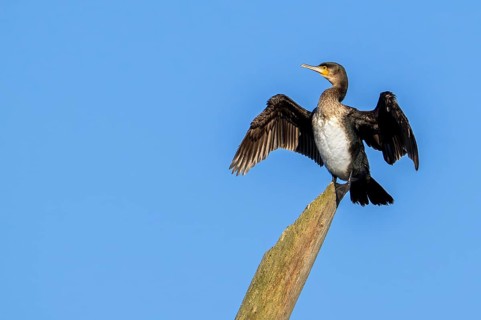 Great cormorant (Phalacrocorax carbo) juvenile in 1st winter plumage stretching wings for