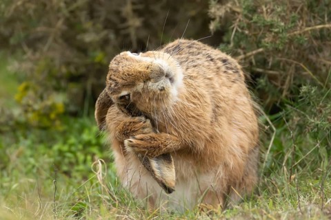 European brown hare (Lepus europaeus) adult animal washing its ear in grassland, England, United