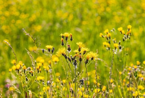 Spring meadow with yellow flowers, Pippau meadows, Crepis biennis, Salzkammergut, Austria
