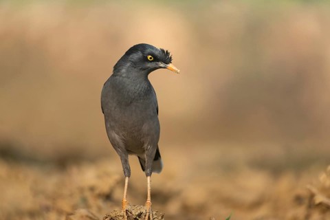 A jungle myna (Acridotheres fuscus) stands on the ground against a blurred background, Sreepur,
