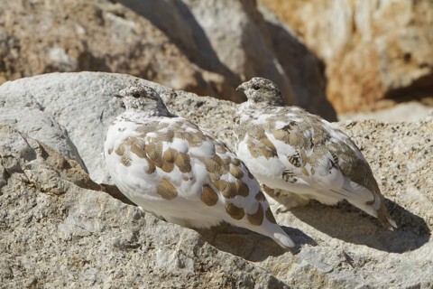 White-tailed Ptarmigan (Lagopus leucura), California, USA