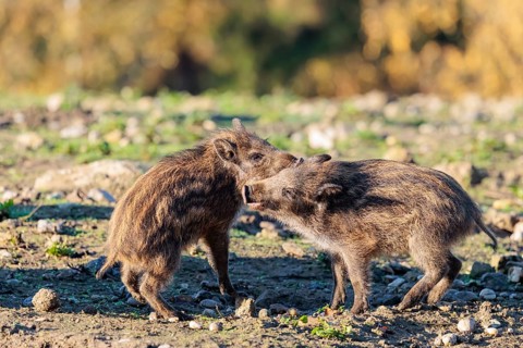 Two young wild boars (Sus scrofa) are fighting fiercely in the early morning light in a clearing.