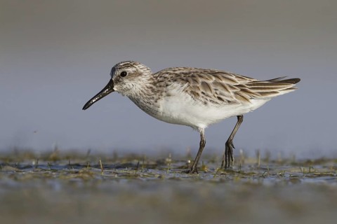 Broad-billed Sandpiper (Calidris falcinellus), Oman