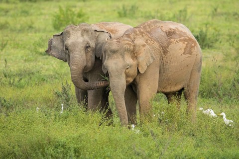 Indian elephants (Elephas maximus indicus), Khiri Khan, Hua Hin, Kui Buri National Park, Thailand