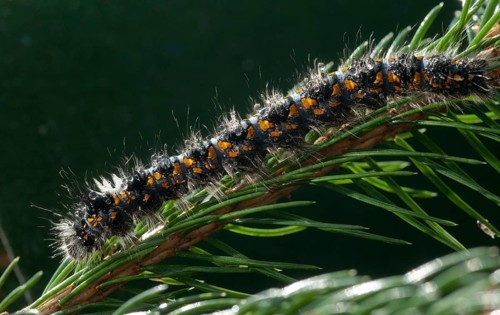 Cosmotriche lobulina, cosmotriche lunigera, kientree spinner, moonspot hen, coniferous forest
