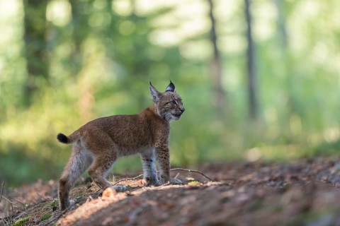 One young Eurasian lynx, (Lynx lynx), standing in a forest. Green vegetation around him