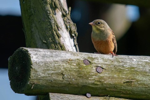 Emberiza hortulana, ortolan, ortolan bunting, birds, male, passeri, songbirds, songbirds, birds