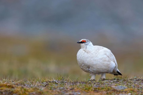 Rock ptarmigan, Svalbard Rock ptarmigan, Ptarmigan, (Lagopus mutus), Lagopus muta hyperbore), male,