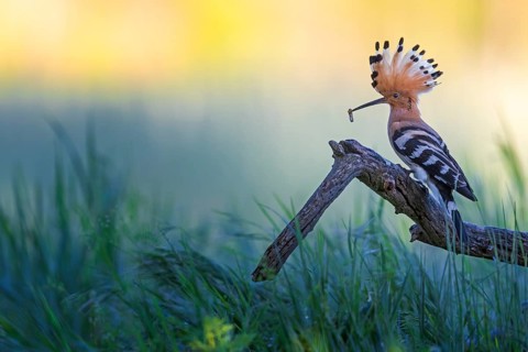 Eurasian Hoopoe (Upupa epops) with food in beak, Saxony-Anhalt, Germany