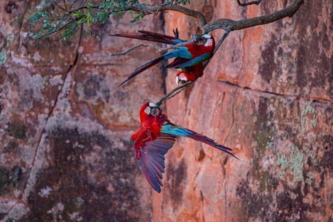 Red-and-green macaw (Ara chloropterus) Buraco das Araras Brazil
