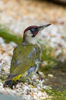 Green woodpecker, green woodpecker, picus viridis, bath, bird bath, birds, high size, portrait