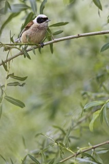 Eurasian Penduline Tit (Remiz pendulinus) male, Castile, Spain