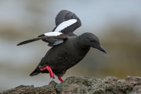 Black Guillemot (Cepphus grylle) perched on a rock, Iceland