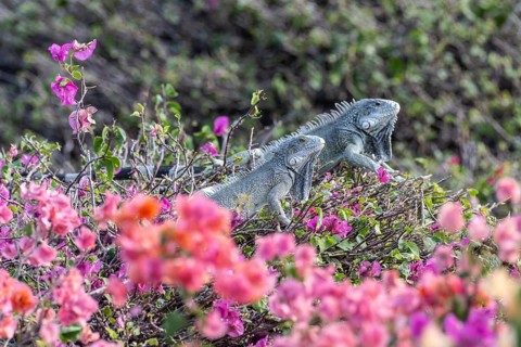 Green iguana (Iguana iguana), Curacao