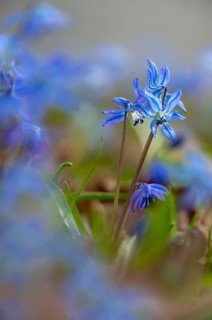 Bluestar, hyacinthaceae, hyacinth family, nodding star hyacinth, nodding bluestar, Russian