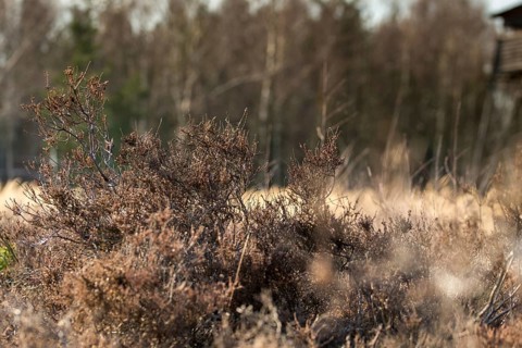 Broomheather, Calluna vulgaris, Ericaceae, heather, heather plants, death, old, common heather,