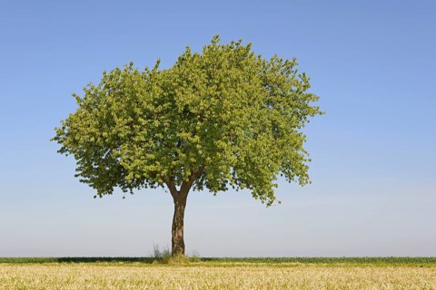Solitary tree, cherry (Prunus) at the edge of a field, blue sky, North Rhine-Westphalia, Germany