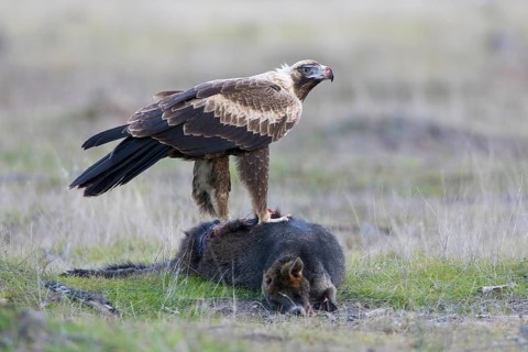 Wedge-tailed Eagle (Aquila audax) juvenile on the carcass of a Swamp Wallaby (Wallabia bicolor),