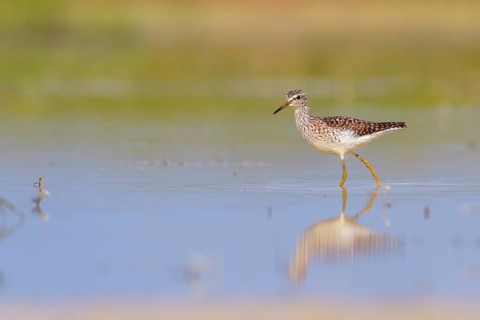 Wood Sandpiper (Tringa glareola) foraging, Lazio, Italy