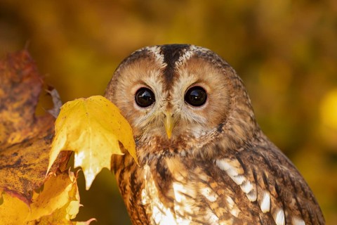 Tawny Owl (Strix aluco) captive, Germany
