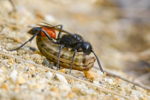 Bristly sand wasp, hairy sand wasp, hymenoptera, short-stalked sand wasps, Podalonia hirsuta,