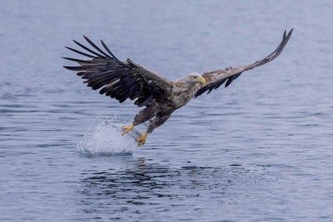 White-tailed eagle (Haliaeetus albicilla), hunting, Vesteralen, Norway