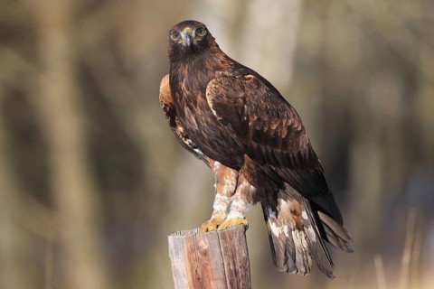 A confident eagle stands on a tree trunk and looks ahead, Golden Eagle (Aquila chrysaetos), adult,
