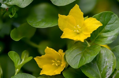 Lysimachia nummularia, mint green willow, pennywort, creeping jenny, flora, herb twopence,