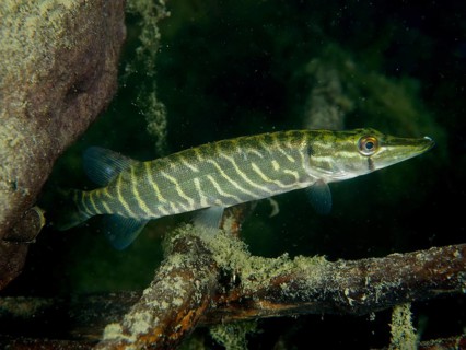 Striped fish, pike (Esox lucius), swimming close to a rock in the water, dive site Zollbrücke,